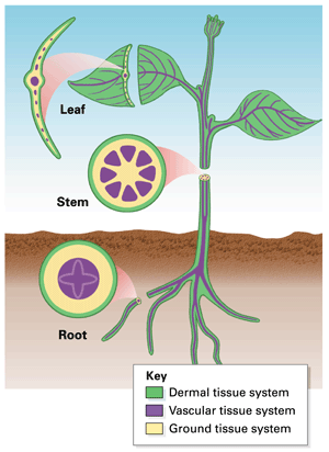 plant biology 6