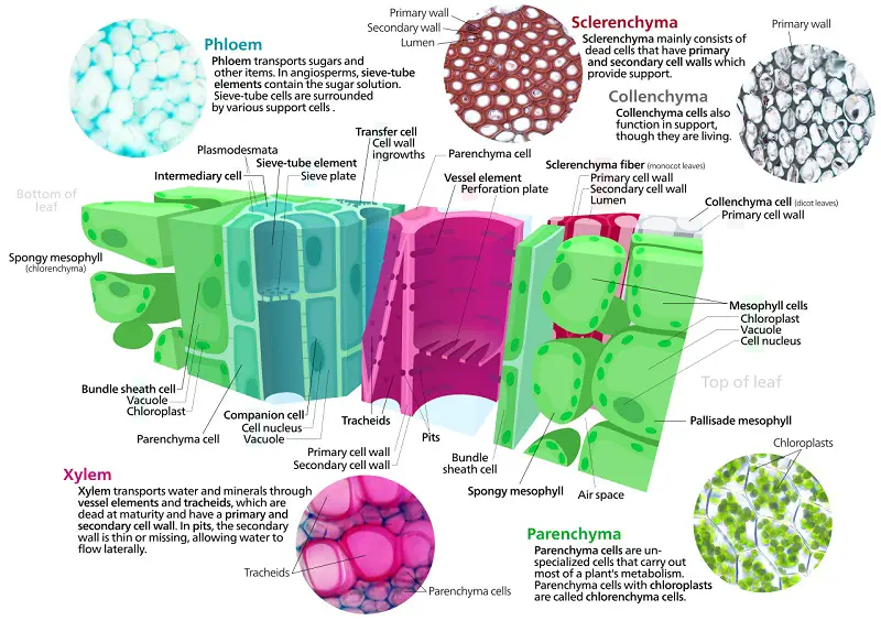 plant biology 8