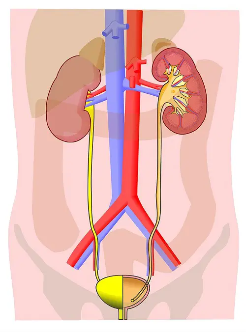 urinary system 2